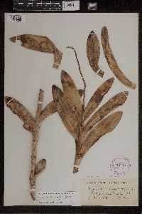 Media resource of Epidendrum amphistomum