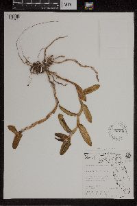 Media resource of Epidendrum floridense
