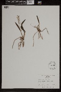 Media resource of Epidendrum magnoliae