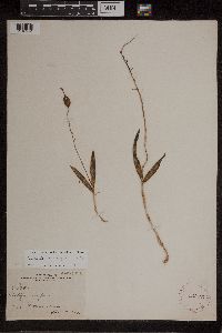 Media resource of Epidendrum conopseum