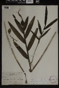 Media resource of Epidendrum nocturnum