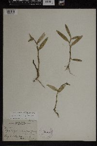 Media resource of Epidendrum rigidum