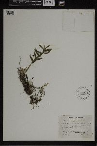 Media resource of Dichaea graminoides