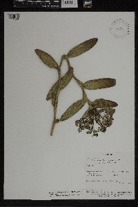 Media resource of Epidendrum chlorocorymbos