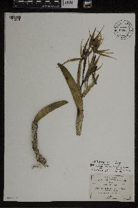 Media resource of Epidendrum ciliare
