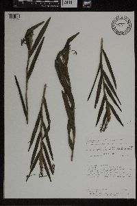 Media resource of Epidendrum criniferum