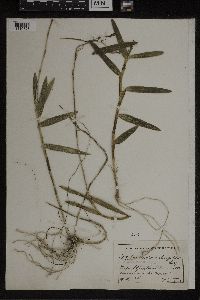 Media resource of Epidendrum elongatum