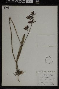 Media resource of Epidendrum gracile
