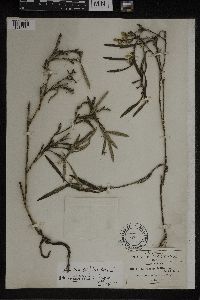 Media resource of Epidendrum ledifolium