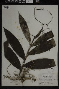 Media resource of Epidendrum paniculatum