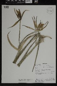 Media resource of Epidendrum parkinsonianum