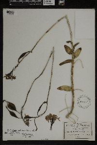 Media resource of Epidendrum radicans