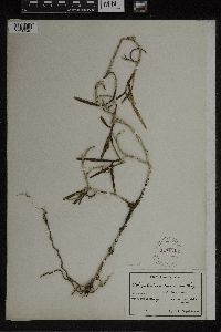 Media resource of Epidendrum ramosum