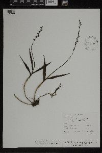 Media resource of Epidendrum laucheanum