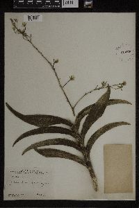 Media resource of Epidendrum verrucosum