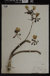 Media resource of Epidendrum atropurpureum