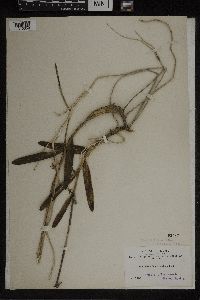 Media resource of Epidendrum brachycladium