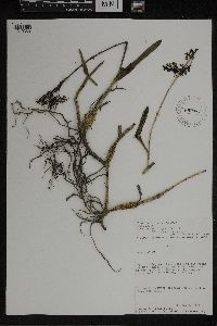 Media resource of Epidendrum funkii