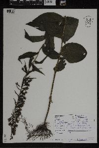 Epipactis helleborine image