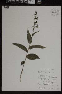 Epipactis helleborine image