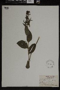 Epipactis helleborine image