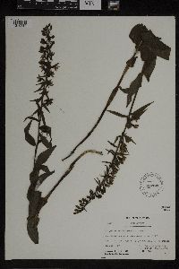 Epipactis helleborine image