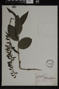 Epipactis helleborine image