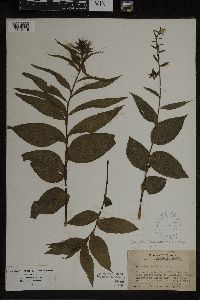 Epipactis helleborine image