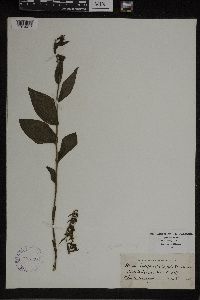 Epipactis helleborine image