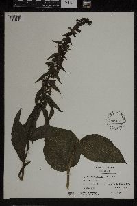 Epipactis helleborine image