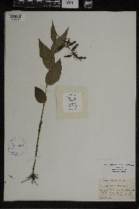 Epipactis helleborine image