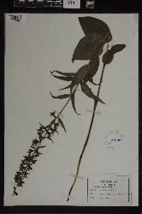 Epipactis helleborine image