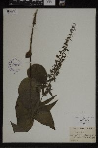 Epipactis helleborine image