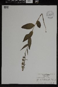 Epipactis helleborine image