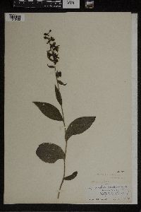 Epipactis helleborine image