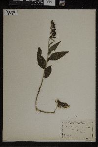 Epipactis helleborine image