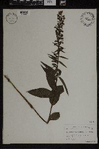 Epipactis helleborine image