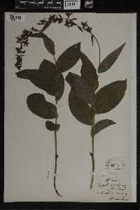 Epipactis helleborine image