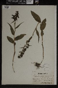 Epipactis helleborine image