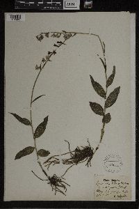 Epipactis helleborine image