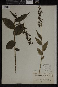 Epipactis helleborine image