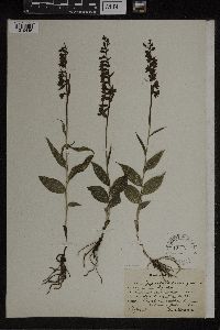 Epipactis helleborine image