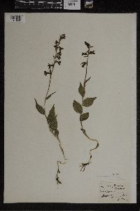 Epipactis helleborine image