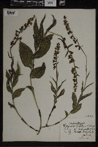 Epipactis helleborine image