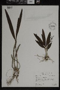 Image of Eria setchellii