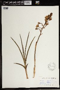Image of Eulophia clavicornis