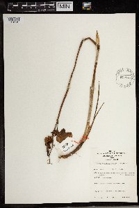 Image of Eulophia cucullata