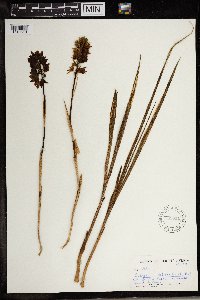 Image of Eulophia foliosa