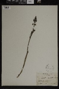 Image of Eulophia campestris