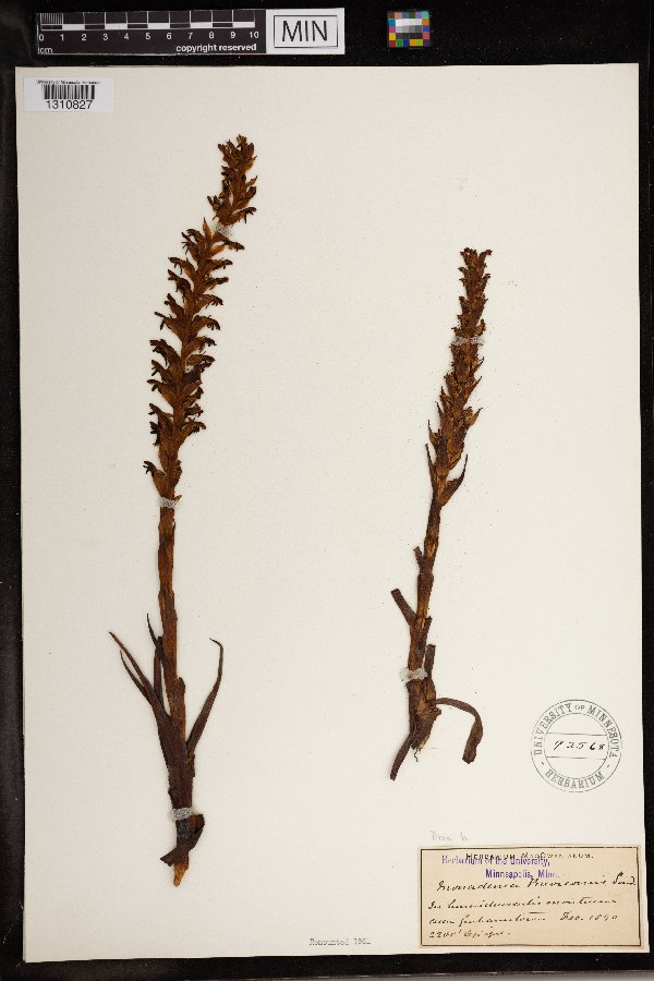 Disa brevicornis image
